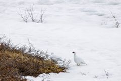 Alpen Sneeuwhoen - IJsland
