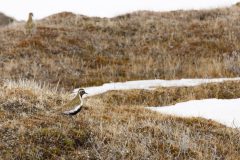 Goudplevier - IJsland