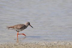 Henk-Vennix-1-Tureluur-DSC_82181c