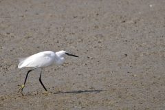 Henk-Vennix-3-Kleine-Zilverreiger-DSC_82203c