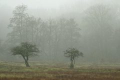 Gerry-van-Meurs-3-landschap-mist-Gerry-van-Meurs-03284