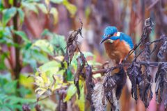 Gidi-van-Osch-ijsvogel