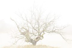 Henk-Vennix-3-Drunense-Duinen-DSC_82809HK2HDc