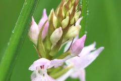 Jan-Albert-Hellings-2025-01-03-03-Dactylorhiza-maculata-var.-elodes-Kampina