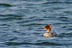 Henk-Vennix-1-Grote-ZaagbekV-DSC_82992c