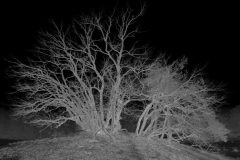 Henk-Vennix-3-Drunense-Duinen-DSC_82810BWc