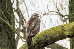 Henk-Valk-20250204-0146-bewerkt