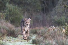 HVDG-Lynx-02