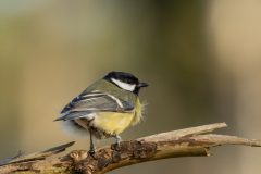 Henk-Valk-20250317-0824-bewerkt