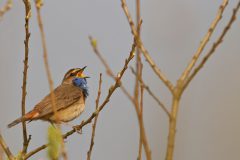 Henk-Vennix-3-Blauwborst-DSC83781