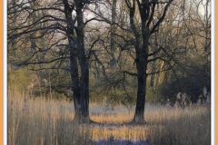 Jan-Albert-Hellings-2025-04-02-02-Logtse-veld-01