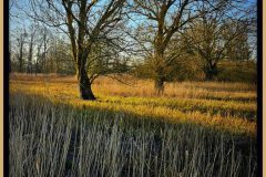 Jan-Albert-Hellings-2025-04-02-03-Logtse-veld-02