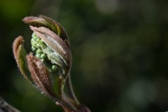Kees4-Thuis-03-04-2025