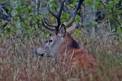Leo-van-de-Veerdonk-1-
