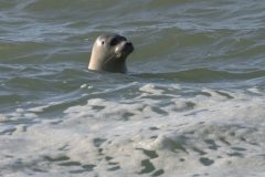 jan-albert-hellings-2025-06-06-03-zeehond