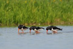 Henk-Vennix-1-Scholeksters-DSC_84349c
