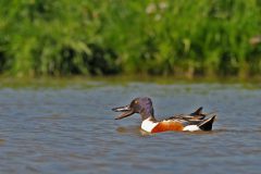 Henk-Vennix-2-Slobeend-DSC_84398c