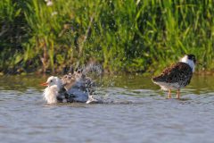 Henk-Vennix-3-Kemphanen-DSC_84685c