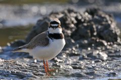 Henk-Vennix-4-Kleine-Plevier-DSC_84778c