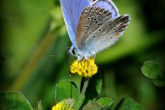 Jan-Albert-Hellings-2025-05-02-03-icarusblauwtje-Heiloop