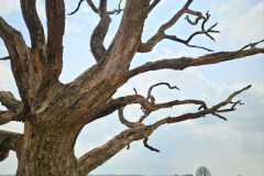 Jan-Albert-Hellings-2025-05-02-04-dode-eik-Kampina