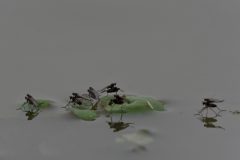 Gera-Schel-muggen-op-het-water