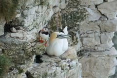 Gerry-van-Meurs-2-papagaaiduiker-en-JvG-04834