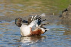 Henk-Valk-Slobeend-0732