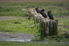 Jan-Albert-Hellings-2025-07-04-04-aalscholvers-texel