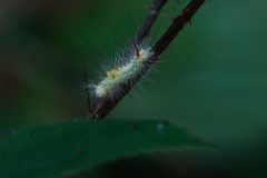 Gerry-van-Meurs-2-rups-van-de-Meriansborstel-07345