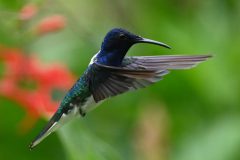 Kees-van-der-Lee-2-aug-25-Minca