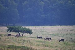 Mart-Schel-veluwe-damherten