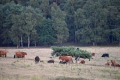 Mart-Schel-veluwe-schotsehooglanders-met-zwijnen
