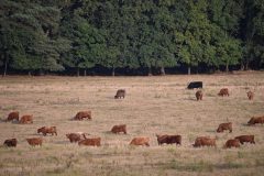 Mart-Schel-veluwe-schotsehooglanders