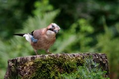 Monique-Achterberg_01_Gaai_1084464_NiB_Sept_2025