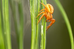 Monique-Achterberg_03_1087972_Krapspin_FL_ST_NiB_Sept_2025