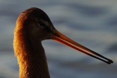 Gerry-van-Meurs-3-Grutto-