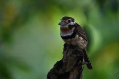 Kees-van-der-Lee-2-augustus-25-Monteria