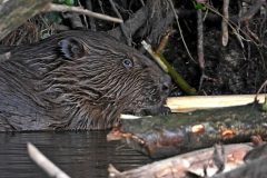 Leo-van-de-Veerdonk-4-Bever1