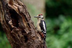 Monique-Achterberg_03_Bonte-Specht_1084435_NiB_Okt-2025