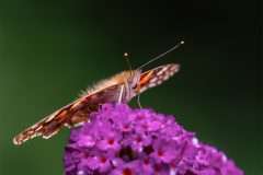 Monique-Achterberg_Distelvlinder_1086861_NiB_Okt-2025_Zomer