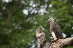 Willy-van-Lanen-1-greyheaded-fisheagle