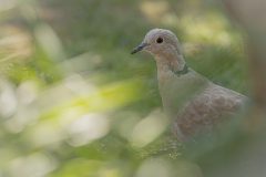 Willy-van-Lanen-5-turkse-tortel