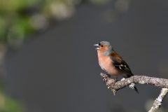 Gera-Schel-man-vink