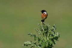 Gera-Schel-roodborsttapuit-man