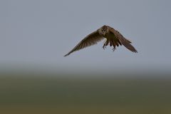 Gera-Schel-veldleeuwerik