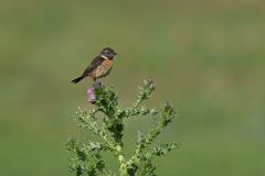 Gera-Schel-vrouwtje-roodborsttapuit