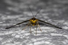 Gidi-van-Osch-Bonte-brandnetelmot