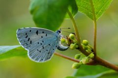 Gidi-van-Osch-Boomblauwtje