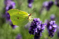 Gidi-van-Osch-Citroenvlinder